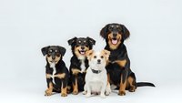 Group of mixed breed dogs sitting together on white background isolated for pet care advertising and veterinary clinic promotional materials.