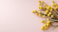 Bright yellow mimosa flowers arranged on soft pink background with copy space for spring seasonal greeting cards or women's day design.