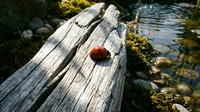 Ladybug resting on weathered driftwood log near stream with moss-covered rocks and water in natural outdoor setting for nature and wildlife themes.