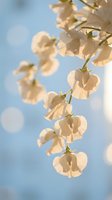 Delicate white sweet pea flowers blooming against soft blue sky background with warm sunlight creating dreamy botanical atmosphere for spring garden designs.