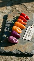 Colorful exotic hot peppers arranged in a rainbow gradient from purple to red on a rustic slate board in natural sunlight, showcasing variety.