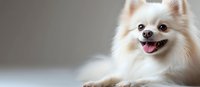 White fluffy Pomeranian dog with cream markings, smiling with tongue out against neutral gray background, suitable for pet care, veterinary, and animal wellness marketing.