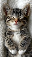 Adorable tabby kitten sleeping peacefully on soft gray blanket with eyes closed and paws folded, perfect for pet care and animal welfare campaigns.