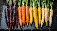 Fresh organic heirloom carrots in rainbow colors from purple to white arranged on rustic wooden background for healthy cooking and farm-to-table cuisine.