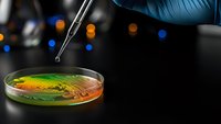 Scientist in blue gloves using pipette to analyze colorful bacterial culture in petri dish during laboratory research experiment.