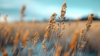 Golden wheat stalks sway against blurred turquoise sky background, creating dreamy pastoral landscape with shallow depth of field for nature and agriculture designs.