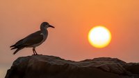 Seagull silhouette perched on rocky cliff against vibrant orange sunset sky. Peaceful coastal scene for nature photography, travel content, meditation apps.