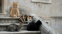 Group of stray cats resting on old stone steps, including orange, calico, tabby, and black cats in an urban outdoor setting.