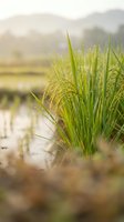 Fresh green rice plants growing in flooded paddy field with morning dew drops and misty mountain landscape background for agricultural concepts.