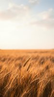Golden wheat field with ripe grain ears under soft cloudy sky during harvest season for agriculture and farming concepts.