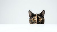 Curious tortoiseshell cat peeking over white surface with bright amber eyes. Playful feline portrait isolated on clean background for pet care designs.