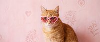Orange tabby cat wearing pink heart-shaped sunglasses on romantic pink background with heart patterns for Valentine's Day celebration and love themes.