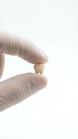 Extracted tooth held between gloved fingertips against white background, suitable for dental education, healthcare marketing, and medical presentations.