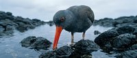 Black oystercatcher bird with bright orange beak foraging among dark volcanic rocks on rocky coastline during overcast day for wildlife photography.