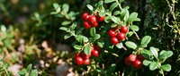 Fresh red lingonberries growing on green bush branches in natural forest environment, ripe wild berries ready for harvest and culinary use.