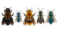 Five colorful wild bee species arranged in a row, isolated on white background, showcasing diversity of native pollinators for nature and science use.