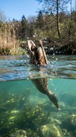 Duck diving underwater in crystal clear lake with split view showing above and below water surface creating dynamic wildlife photography composition.