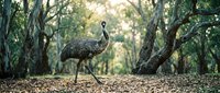 Large emu bird walking through Australian woodland forest with dappled sunlight filtering through eucalyptus trees creating natural wildlife habitat scene.