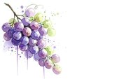 Watercolor grape cluster with purple and green berries dripping paint effect on white background for wine industry designs and culinary artwork.