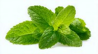 Fresh green mint leaves with textured surface isolated on white background, used in cooking, cocktails, and herbal remedies.