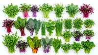 Fresh microgreens and baby leafy vegetables collection isolated on white background for healthy cooking and nutrition concepts.