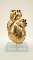 Golden anatomical heart model on glass base showcasing detailed cardiovascular structure for medical education and healthcare presentations.