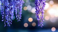 Cascading purple wisteria flowers hanging against blurred bokeh background create dreamy spring atmosphere with soft evening light and natural floral composition.