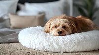 Adorable brown and white dog resting in fluffy white pet bed at home, relaxing on comfortable cushion for pet care and lifestyle content.