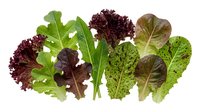 Fresh mixed salad greens including arugula, lettuce and leafy vegetables isolated on white background for healthy cooking and nutrition concepts.