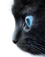 Close-up profile of black cat with striking bright blue eye against dark background, showing detailed fur texture and whiskers in dramatic contrast.