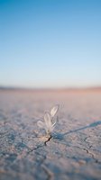Delicate white seedpod sprouting from cracked desert soil at sunrise, symbolizing resilience and hope in harsh environments. Use for environmental, sustainability, and growth concepts.