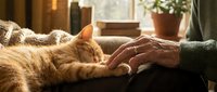 Ginger tabby cat resting on lap while person gently strokes its head in warm home setting with natural light, conveying comfort and companionship.