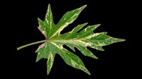Tropical green leaf with serrated edges isolated on transparent background, ready for design use on t-shirts, clipart, stickers, print-on-demand products, and digital crafts.