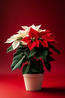 Red and white poinsettia plant in terracotta pot against dark red background, festive holiday flower arrangement with dramatic lighting and shadows.