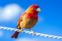 Red-headed finch perched on white rope against vibrant blue sky with soft clouds, displaying bright orange plumage and distinctive crimson head markings.