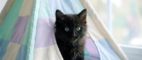 Black cat with green eyes sitting on colorful striped blanket near window, looking at camera with alert expression. Domestic pet portrait.