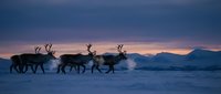 Reindeer herd silhouettes walking across snowy Arctic landscape at twilight with dramatic purple and pink sky over mountain ranges in winter wilderness.