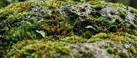 Vibrant green moss growing on weathered stone surface creating natural texture for organic garden and forest themed designs.