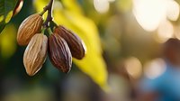 Fresh ripe cacao pods growing on branch with blurred natural bokeh background, organic chocolate production in tropical climate.