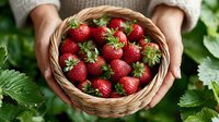 Fresh ripe strawberries in wicker basket held by hands surrounded by green leaves for healthy eating and organic farming concepts.