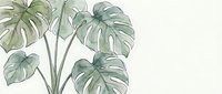 Watercolor monstera plant with large tropical leaves on white background, soft green botanical art for wall decor, prints, and stationery design.
