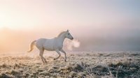 White horse trotting through frost-covered field at dawn, breath visible in cold morning air, misty landscape background, suitable for equestrian, nature, and seasonal content.