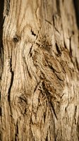 Weathered wood bark texture with natural grain patterns and deep cracks, suitable for backgrounds, design elements, and rustic material references.