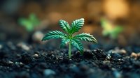 Young cannabis plant seedling growing in rich dark soil with serrated leaves emerging from earth in natural outdoor garden setting for cultivation.