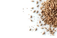 Scattered organic barley grains on white background with copy space, isolated macro shot of raw cereal seeds for brewing and cooking purposes.