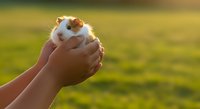 Young child holding white and brown guinea pig outdoors in natural sunlight with blurred green field background, suitable for pet care and animal education content.
