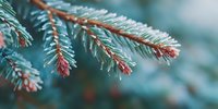Blue spruce branch with frost crystals and red-brown buds creating winter nature scene for seasonal holiday decorations and botanical designs.