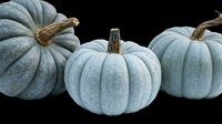 Three pale blue-gray pumpkins with textured surfaces and natural brown stems, isolated on transparent background. Ready for autumn designs, fall decorations, t-shirt graphics, stickers, sublimation projects, print-on-demand products, and seasonal clipart applications.