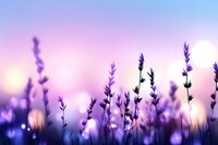 Purple lavender flowers silhouetted against dreamy sunset sky with soft bokeh lights creating peaceful aromatherapy and wellness atmosphere for spa treatments.