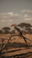Red-billed hornbill perched on thorny acacia branch in African savanna landscape with golden hour lighting and dramatic cloudy sky for wildlife photography.